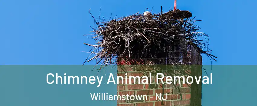  Chimney Animal Removal Williamstown - NJ