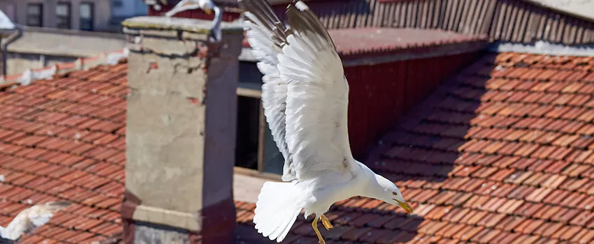 Residential Chimney Animal Removal Solution in Williamstown, NJ
