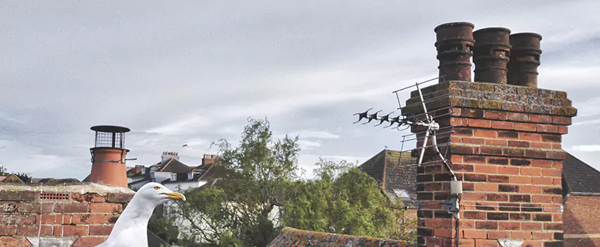 Chimney Cleaning And Restoration in Williamstown, New Jersey